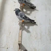 کفتر