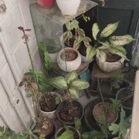 گل و گیاه طبیعی