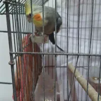 عروس هلندی  نر سخنگو  هست