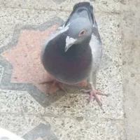 پلاکی ماده مست|پرنده|بندرعباس, |دیوار