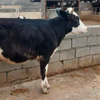 گوساله‌ سیمینتال‌ ماده