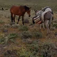 فروش خر گله واسب گله ای