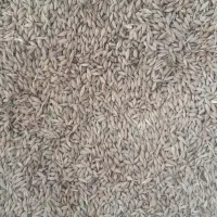 جو محلی آب خورده