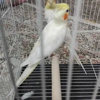 عروس هلندی جفت