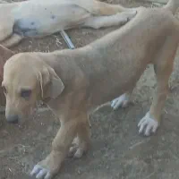 طوله ماده ناب