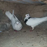 کبوترطوقی همه مولد|پرنده|کلاله, |دیوار