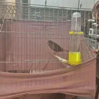 قناری نر مست