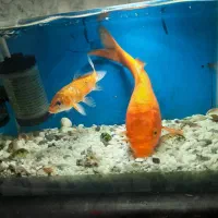 ماهی کوی بزرگ و کوچک|ماهی|مرودشت, بیست متری بیمارستان|دیوار