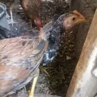 جوجه خونگی
