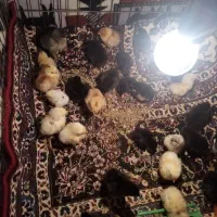 جوجه برهما گلین کوشین