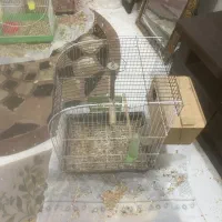 عروس مولد و جوان|پرنده|اهواز, شهرک برق|دیوار