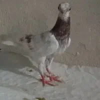 کفتر چشم تلسکوپی