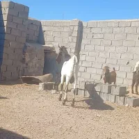نربز پاکستانی|حیوانات مزرعه|تایباد, |دیوار