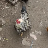 امپراتوری و مینیاتور و مرغ محلی|حیوانات مزرعه|بندر انزلی, کلیور|دیوار