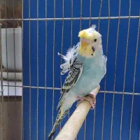 مرغ عشق پروانه ای  گلد نر فول  عروس هلندی