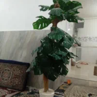 درخت تزیینی|گل مصنوعی|نهاوند, |دیوار