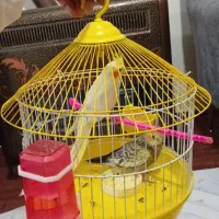 2عدد طوطی عروس هلندی با دوتا قفس وهمه ی وسایل|پرنده|ارومیه, |دیوار