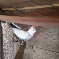 کبوتر رنگی|پرنده|قشم, |دیوار