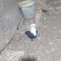 کبوتر جفتگاه|پرنده|مشهد, انقلاب|دیوار