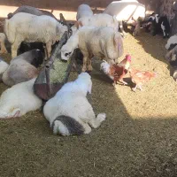 بره نره|حیوانات مزرعه|شیراز, گلستان|دیوار