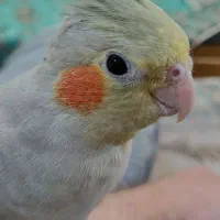 عروس هلندی آهویی|پرنده|اهواز, کوی باهنر|دیوار