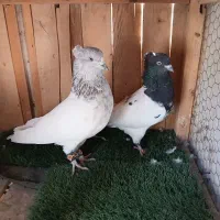 کبوتر کله ای و سرور،هم زمینی هم هوایی