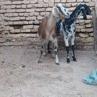 بز ابستن جمل زا|حیوانات مزرعه|رفسنجان, |دیوار