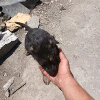 توله سگ ژرمن شپیر اصیل
