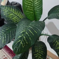 گل دیفن سرحال