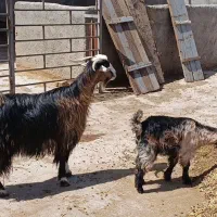 بز و بزغاله خوشگل