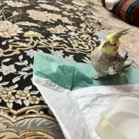 عروس هلندی گمشده