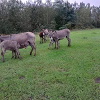 شیر الاغ.انبر نثا موجود هست