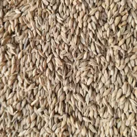 جو روس درجه یک روباری تریلی