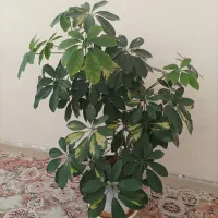 گل شلفرا