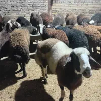 نر بروجردی|حیوانات مزرعه|خان ببین, |دیوار