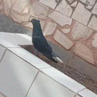 سلام کفتر دم گل یعنی دم سفید