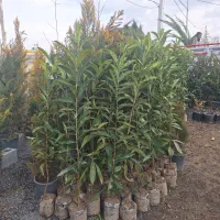 نهال و درخت ازگیل ژاپنی ۴ فصل سال سبز