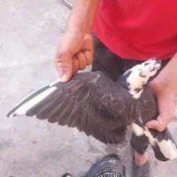 کبوتر|پرنده|باغ ملک, |دیوار