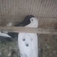 بچه کفتر مفلق|پرنده|یزد, |دیوار