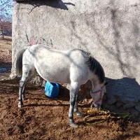 اسب|اسب و تجهیزات اسب‌سواری|رابر, |دیوار