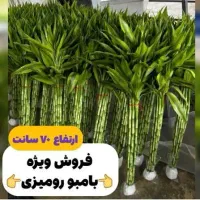 بار جدید شارژ شد|گل و گیاه طبیعی|ایرانشهر, |دیوار