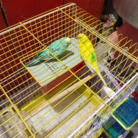 دو جفت مرغ عشق با یه جوجه قیمت ۱/۳۰۰|پرنده|دماوند, گیلاوند|دیوار