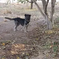 سگ سرابی ذات قدیم ۱۲ ماهه|سگ|شاهین دژ, |دیوار