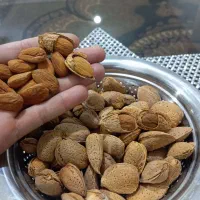 بادادم شاهرودی