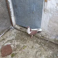 کبوتر چپ سرخ|پرنده|پاکدشت, شهرک انقلاب|دیوار