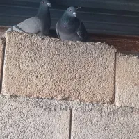 کبوتر پلاکی