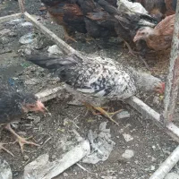 وارگ خروس محلی