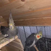 عروس هلندی آواز خان تمیز