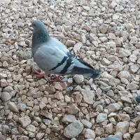 ۳۰۰|حیوانات|داراب, |دیوار