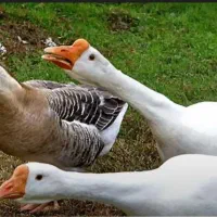 غوغازامسالی